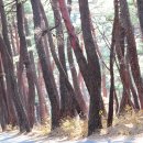 소나무 풍경 이미지