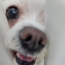 그루밍 멈머 이미지