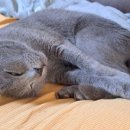 위브동물의료센터 이미지