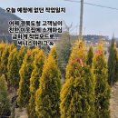 대림농원잔디