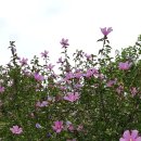 산유화농장 이미지