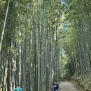 예향의 숲 | [아이와 여행] 남도여행 4-5일차, 광주 그리고 죽녹원, 임실치즈축제