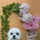 동글동글 애견미용실 이미지