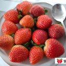 서나라농장 이미지