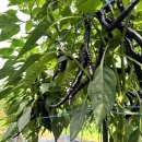 한스메디팜 이미지