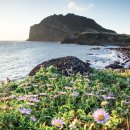 오조리-7 이미지