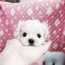 헬로펫 여수 이미지