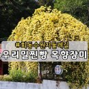 개좌길 | 부산 범어사역에서 우리밀찐빵 목향장미 회동수원지둘레길 금정구3-1 마을버스 시간표