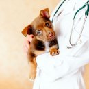 가족동물병원 이미지