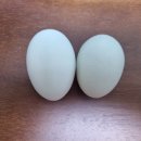 아침농장임실 이미지