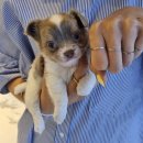 플레이독 남양주점 이미지