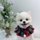 단비네 애견미용 이미지