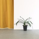 카페소복 이미지