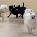 멍삼이네 이미지