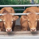 한우 뱅크축산 이미지