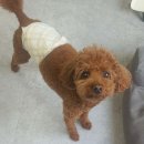 멍했냥 평택본점 | 평택애견미용 스트레스 받지 않는곳