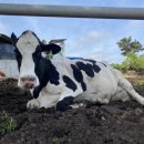 효원목장 이미지