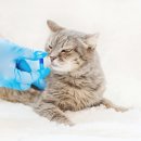 나을동물병원 이미지