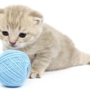 나와고양이 이미지