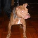 Awesome kennel 이미지