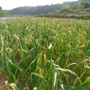 청룡농장 이미지