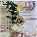 우리동네펫샵 이미지