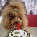 펫비스트로 이미지