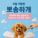 뽀송하개 이미지