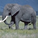 코끼리식품 이미지