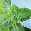 페퍼민트 이미지