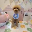 뽀숑뽀숑 이미지