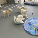 브라이튼독 이미지