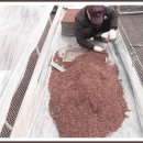 원농원의 대추방울토마토 씨앗 뿌렸어요~~ 이미지