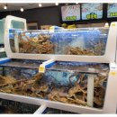 안녕후포리 이미지