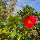 가덕도 동백군락지 이미지