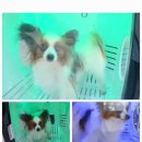 주식회사 펫츠 원 이미지