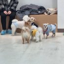 포근멍 애견 유치원 네이버블로그