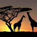 말라이카 이미지