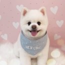 어재연로 | 이천 애견미용 추천 헤이포우 폼피츠 가위컷 후기