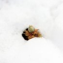 봄마중(2월에는) 이미지