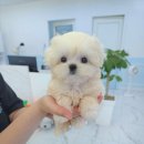 강아지분양 꽃강아지 중랑점 이미지