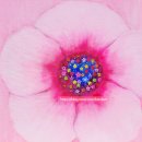 COSMOS/별,꽃 이미지