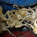 동네주꾸미 이미지