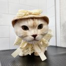 잔다냥 성남점 이미지