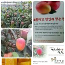애플망고 거니혀니