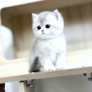 가득한행복 | 소소하지만 행복 가득한 이태원고양이분양, Breeder Club 후기