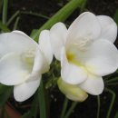 후리지아 이미지