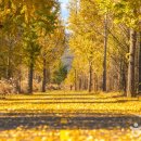 은행나무1길 이미지