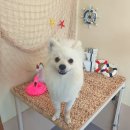 똑똑독 펫살롱 이미지