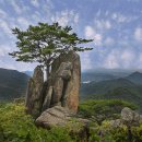 소나무풍경 이미지